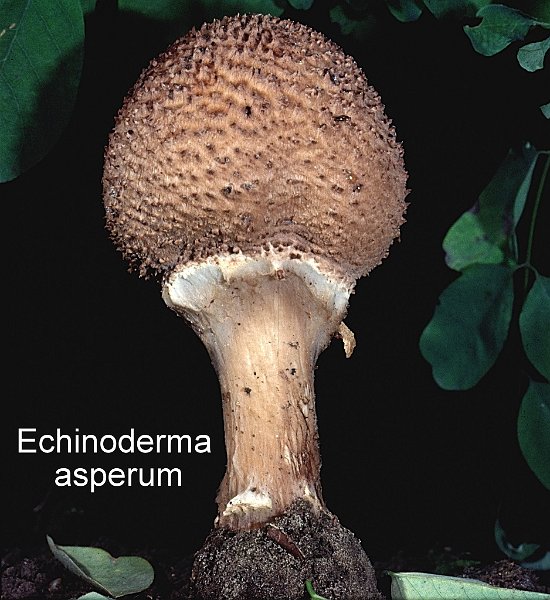 Echinoderma  asperum-amf000SYN.jpg - Echinoderma asperum ; Syn1: Lepiota acutisquamosa var.furcata ; Syn2: Cystolepiota aspera ; Nom français: Lépiote à lames fourchues